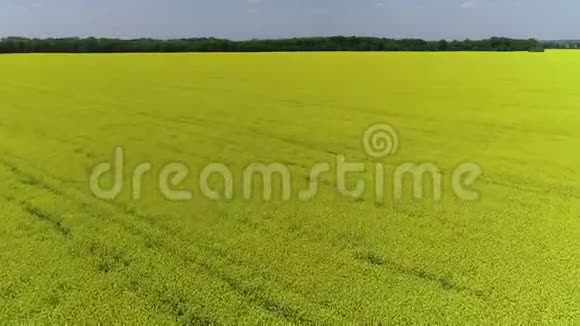 盛开的菜籽油田空中景色视频的预览图