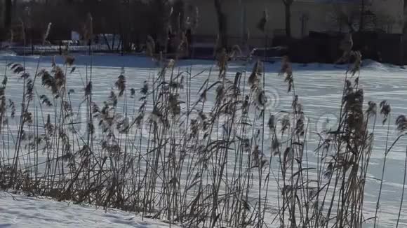冰冻湖附近干枯的高草视频的预览图