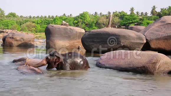 HAMPIINDIA2013年4月大象在河中洗澡视频的预览图