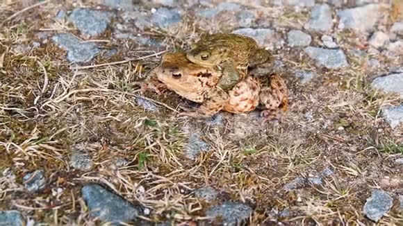 两只交配的青蛙在石头和草地上关闭视频的预览图