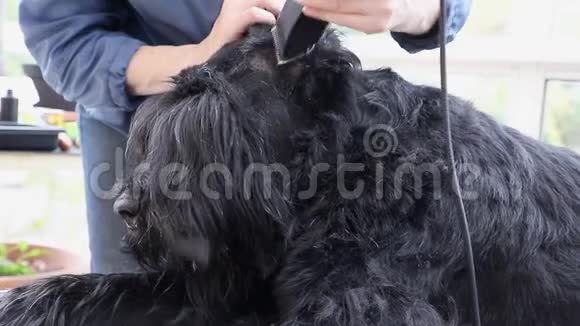 狗耳朵内修饰的特写镜头视频的预览图