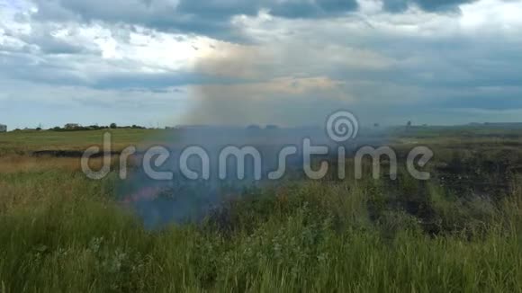 在田野的大火中火无情地摧毁了年轻的小麦视频的预览图