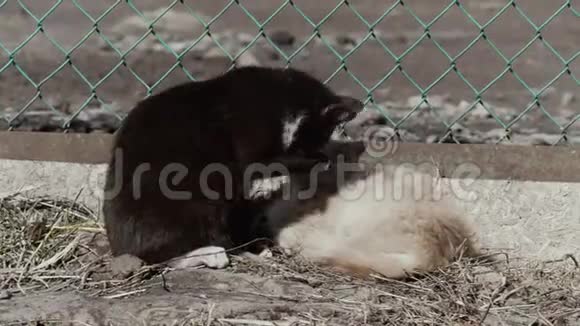 黑白花小猫和生姜小猫无家可归视频的预览图