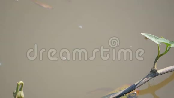 小鱼在运河里游泳在阳光的照射下拥有牵牛花视频的预览图