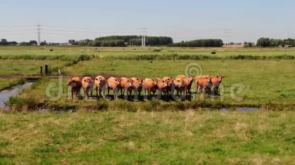 空中视频围绕着一群好奇的奶牛在草地上盘旋奶牛跟随着摄像机头也跟着转动视频的预览图