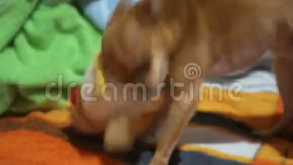 两只不同的狗洗澡后很有趣长发和短发玩具猎犬他们像视频的预览图