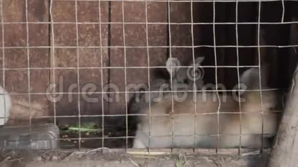 关在笼子里的不同兔子视频的预览图