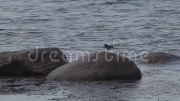 芬兰湾石头上的小鸟视频的预览图