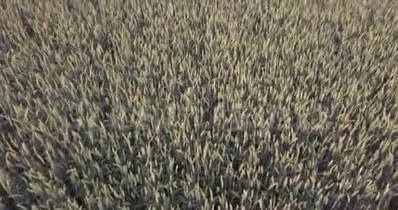 年轻的玉米绿田高空钻台视频的预览图