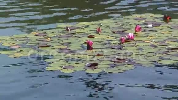 湖中的睡莲视频的预览图