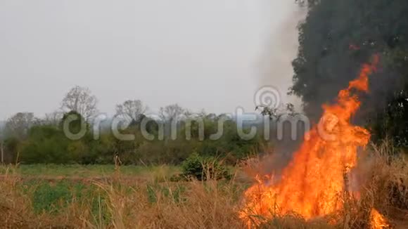 烧草的火会蔓延到森林会造成巨大的破坏和危险视频的预览图