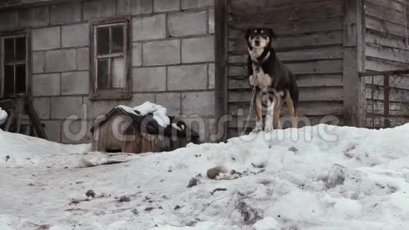 旧院子的看门狗在链子上狗屋被雪覆盖视频的预览图