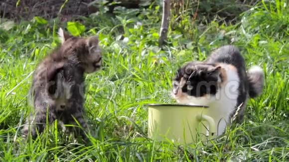 猫为食物而战视频的预览图