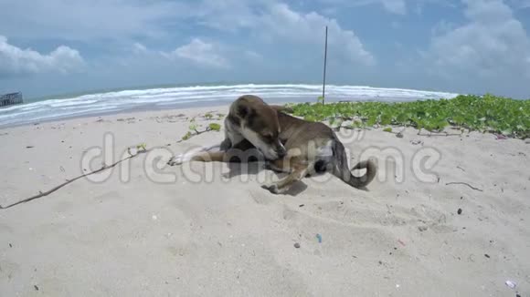 在海滩上睡觉的狗视频的预览图