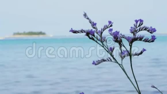 在海上迎风盛开的紫色植物视频的预览图