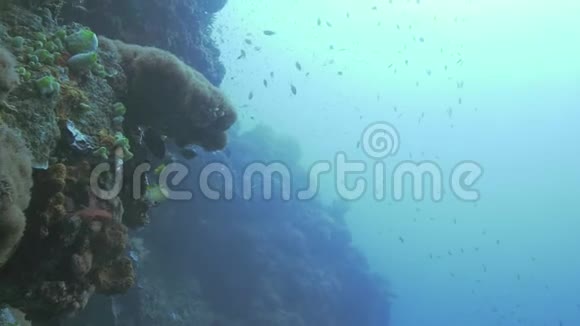 在珊瑚礁背景下的水下海洋中游泳的鱼和潜水员的气泡视频的预览图