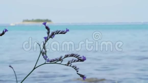 紫植物风对海岛手持视频的预览图