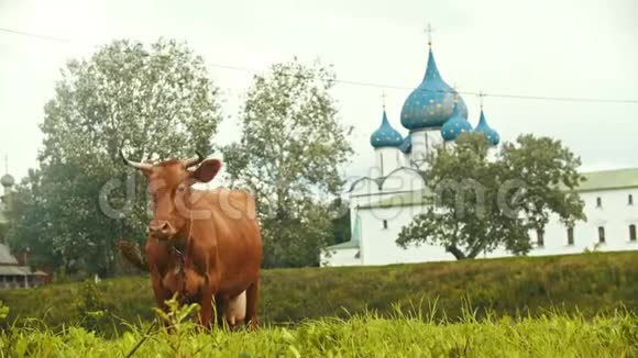 一头家养的牛在教堂背景上的田野上放牧俄罗斯苏兹达尔视频的预览图