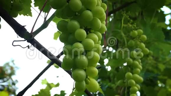绿色的葡萄挂在树枝上挂在树上的未成熟的绿色葡萄视频的预览图