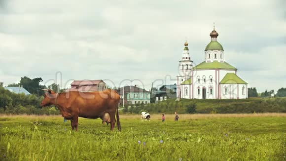 一头奶牛在教堂背景上的田野上放牧俄罗斯苏兹达尔视频的预览图