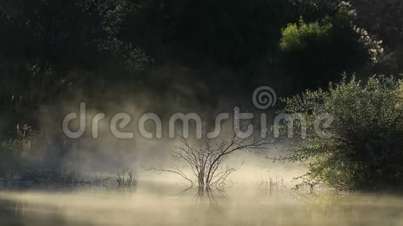 日出时分飘来的薄雾南非视频的预览图