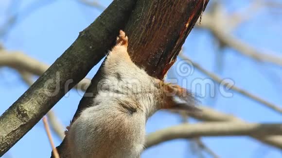 红松鼠或欧亚红松鼠小松鼠消渴舔树皮三月初春视频的预览图