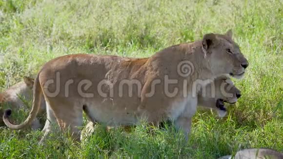 接近野生非洲狮子在平原上寻找猎物视频的预览图