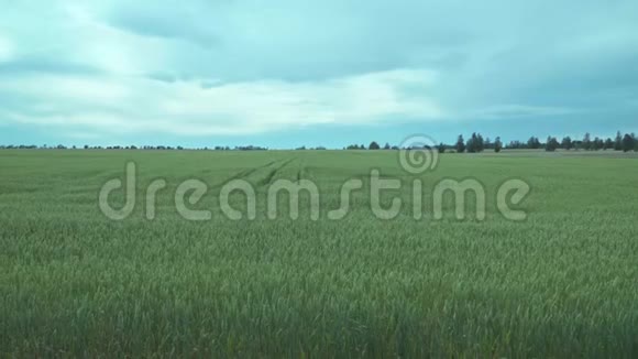 大麦田的景色进入地平线视频的预览图