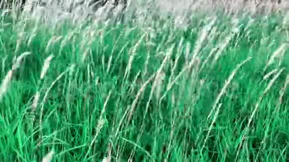 白色叶状茎或使命草或羽毛叶状茎花的Hd镜头视频的预览图