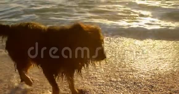 狗在海滩玩4K视频的预览图