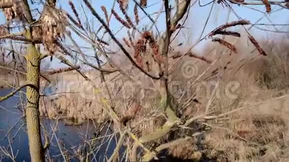 秋日下午的第聂伯河和芦苇的景色视频的预览图