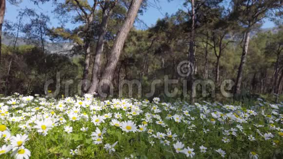 森林中迷人的春天雏菊视频的预览图