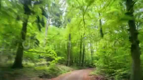 欢乐之旅穿过美丽的绿色森林视频的预览图
