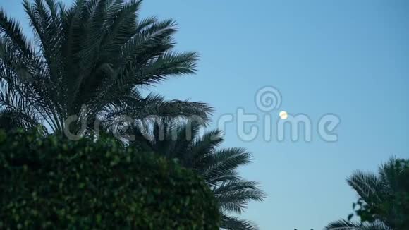 月光下挥舞着棕榈树视频的预览图