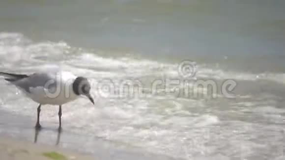 海鸥吃岸上的甲壳类动物视频的预览图