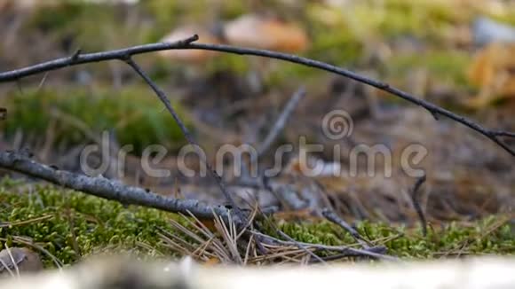 森林里有两个阿玛尼塔蘑菇摄像机放大了特写镜头秋天的森林视频的预览图