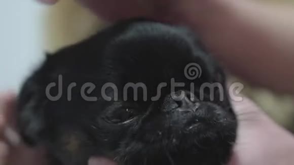 闭上兽医清洁眼睛的小黑动物治疗概念小狗生病了宠物护理视频的预览图