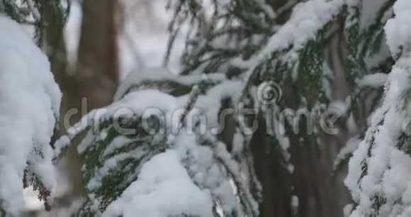 绿色的常绿树枝沉重地压了下来上面覆盖着成群的积雪视频的预览图
