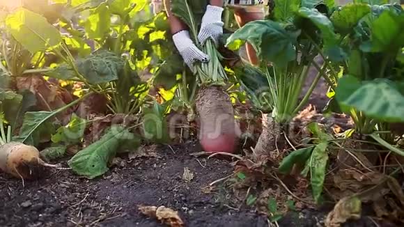农民把甜菜根从土壤里拉出来秋收采摘蔬菜视频的预览图