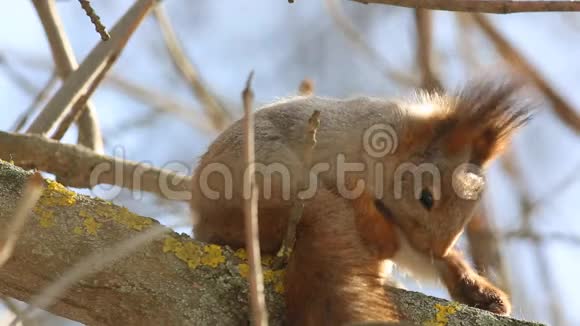 红松鼠或欧亚红松鼠黄鼠狼坐在树枝上特写镜头清理自己视频的预览图