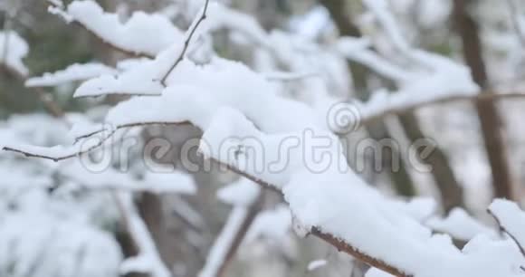树枝或细枝在微风中沉重地压下来覆盖着一簇簇雪视频的预览图