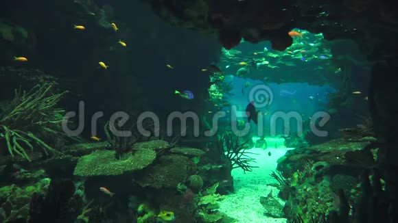鱼在海底洞穴里游泳视频的预览图