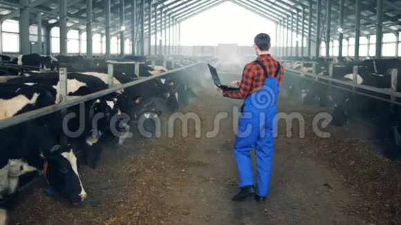 工人们正沿着牛舍走观察奶牛现代农民视频的预览图