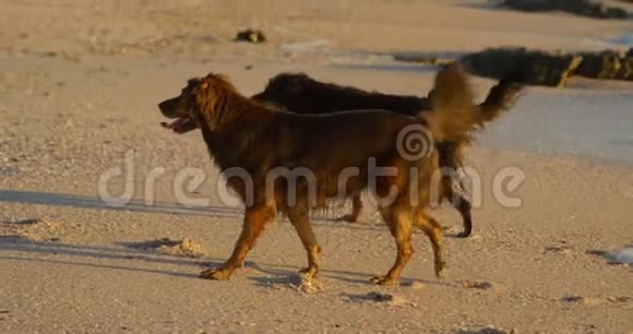 狗在海滩玩4K视频的预览图