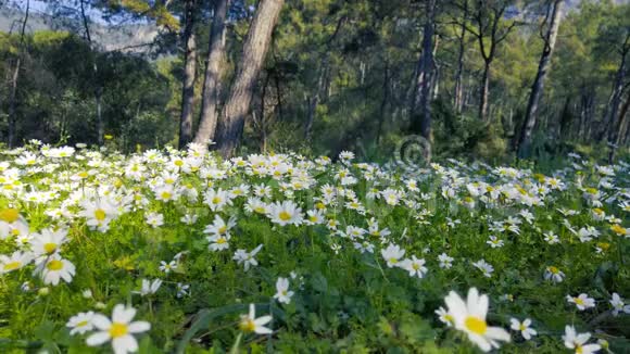 森林中迷人的春天雏菊视频的预览图