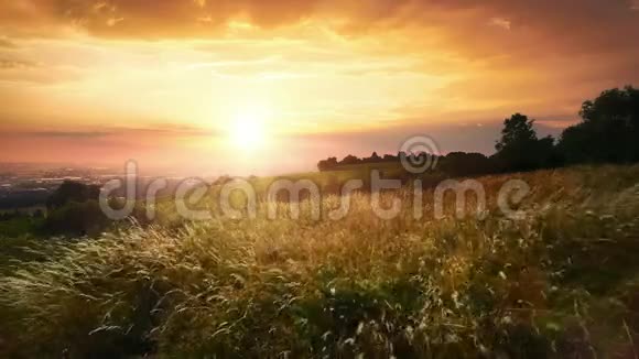 在美丽的夕阳下小草被微风吹动视频的预览图