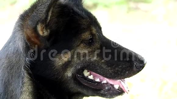 黑狗吐舌头呼吸视频的预览图