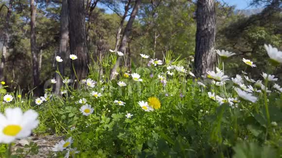 森林中的雏菊和蒲公英视频的预览图