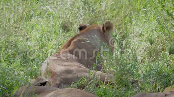在炎热的树荫下休息的野生非洲母狮的特写镜头视频的预览图