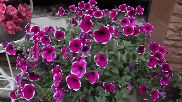 家庭色彩的花朵视频的预览图